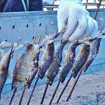 第13回生ビール＆鮎まつり